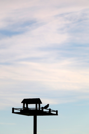 Bird in a bird house. Bird silhouette against beautiful bright sky. Minimal composition, copy space.の写真素材