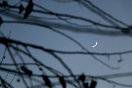 Crescent moon among bare tree branches in the evening. Beautiful abstract background.の写真素材