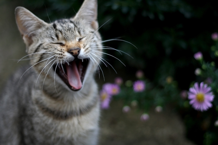 Cute brown tabby cat yawning in the garden. Selective focus.の写真素材