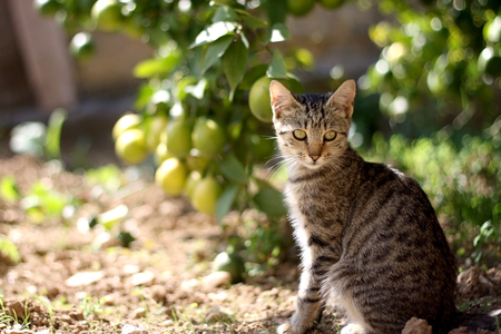 Cute brown tabby kitten sitting in the garden. Selective focus.の写真素材