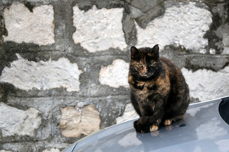 Outdoor tortoiseshell cat sitting on a car.の写真素材