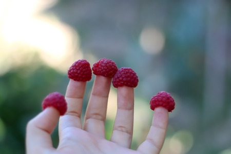 Unrecognizable person holding raspberries on fingers. Funny way of eating raspberries. Selective focus.の写真素材