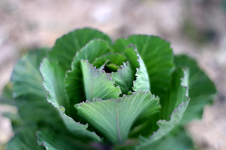 Cabbage growing in the garden. Selective focus.の写真素材