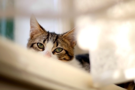 Cute tabby kitten hiding on a window behind a curtain. Selective focus.の写真素材