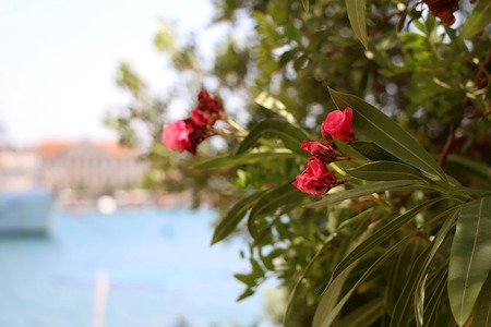 Pink nerium flowers in bloom. Selective focus.の写真素材