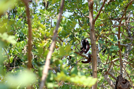 Carob fruit on a tree. carob is a traditional Mediterranean plant used as a healthy alternative to...
