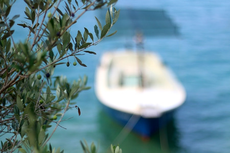Small boat and olive tre in Vela Luka, island Korcula, Croatia. Selective focus.の写真素材