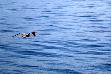 Seagull flying above the sea. Beautiful landscape in Croatia.の写真素材