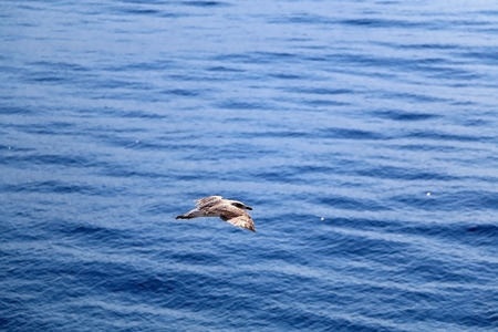 Seagull flying above the sea. Beautiful landscape in Croatia.の写真素材