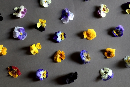 Arrangement of edible flowers on grey background. Top view, selective focus.の写真素材
