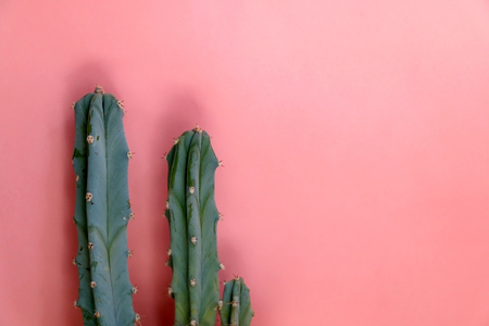 Cactus with pastel pink background.の写真素材