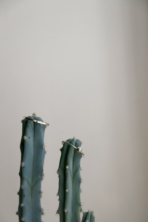 Two silver rings on a cactus. Selective focus.の写真素材