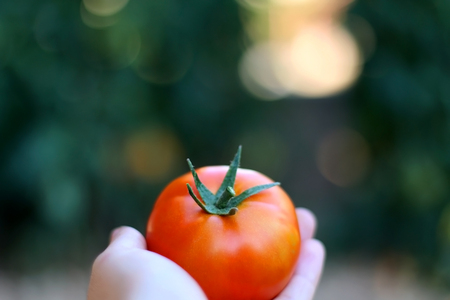 Unrecognizable person holding freshly picked tomato in the garden. Selective focus.の写真素材