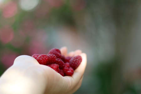 Hand holding freshly picked raspberries in the garden. Selective focus.