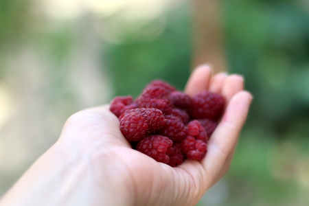 Hand holding freshly picked raspberries in the garden. Selective focus.の写真素材