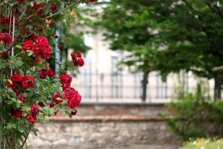 Red roses in a garden. Selective focus.の写真素材
