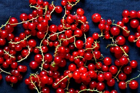 Red currants on dark blue background. Top view.の写真素材