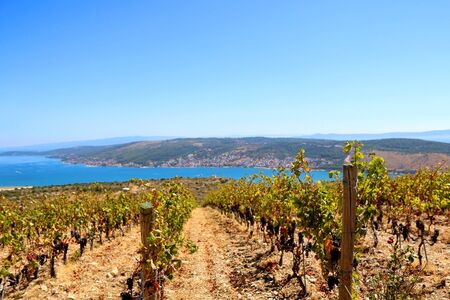 Vineyard on a hill above Ciovo island near Split, Croatia. Selective focus.の写真素材