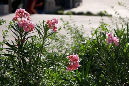Pink oleander nerium flowers, selective focus.