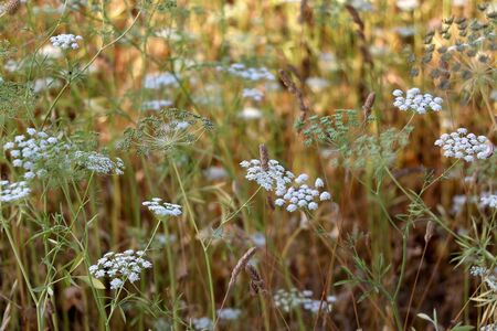 Wildflowers in a meadow, illuminated by sunlight. Selective focus.の写真素材