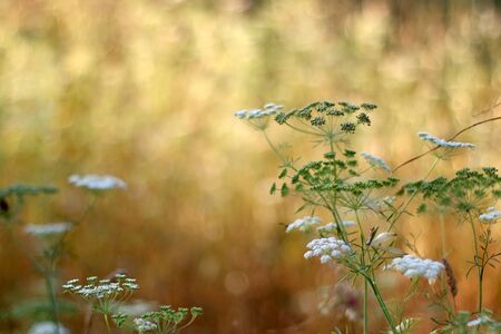 Wildflowers in a meadow, illuminated by sunlight. Selective focus.の写真素材
