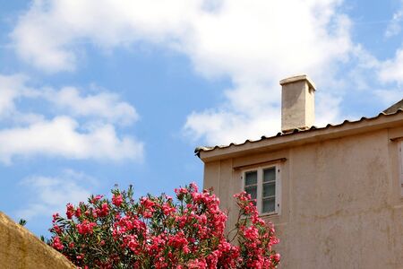 Old traditional house and nerium flowers in town Pag, island Pag, Croatia.の写真素材
