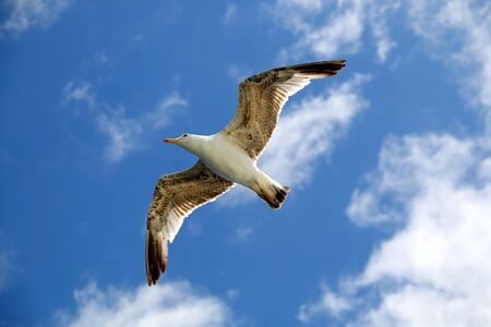 Close-up view of seagull flying against bright blue sky.の写真素材