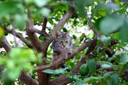 Brown tabby kitten sitting on a lemon tree. Selective focus.の写真素材