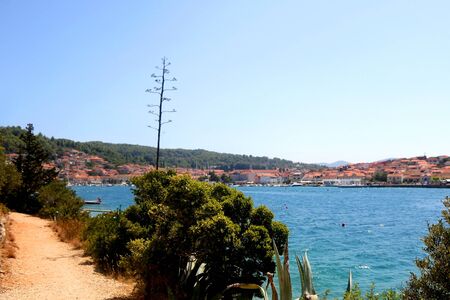 Beautiful Mediterranean plants on the shore in town Vela Luka, on island Korcula, Croatia. Selective focus.の写真素材