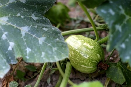 Unripe butternut squash growing in a garden. Selective focus.の写真素材