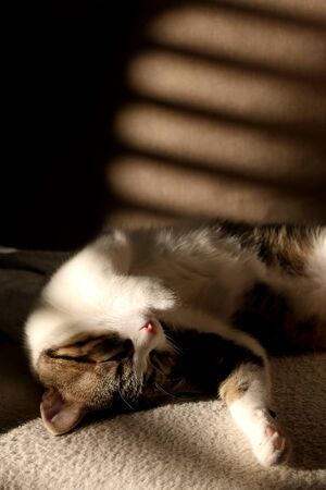 Indoor cat sleeping on a couch, illuminated by warm sunset light. Selective focus.の写真素材
