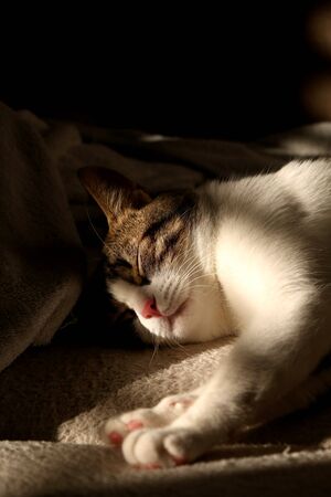 Indoor cat sleeping on a couch, illuminated by warm sunset light. Selective focus.の写真素材
