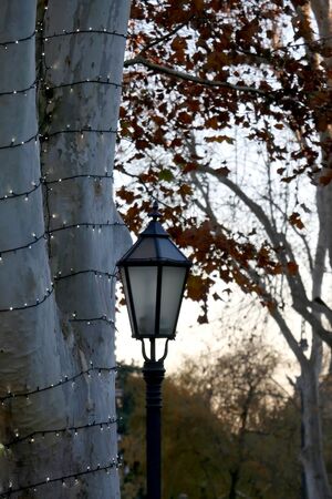 Retro lantern and tree decorated with fairy lights in a park. Selective focus.の写真素材