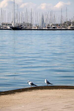 Two seagulls on the coast, sailing boats in the background. Selective focus.の写真素材