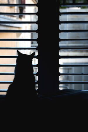 Silhouette of a cat sitting in front of a window. Selective focus.の写真素材