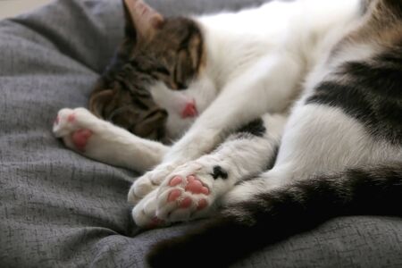 Cute tabby cat sleeping, close-up of paws. Selective focus.