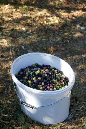 Bucket of freshly picked olives in the field. Selective focus.の写真素材