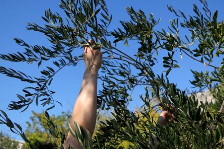 Unrecognizable person handpicking olives. Traditional harvest in Dalmatia, Croatia.の写真素材