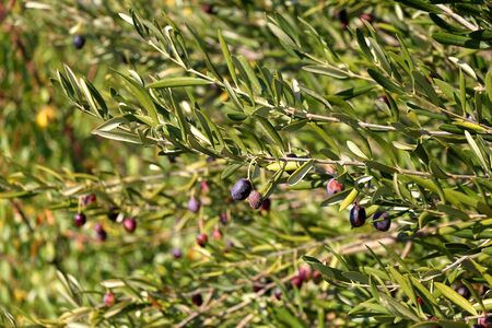Organic olives on a tree. Selective focus.の写真素材