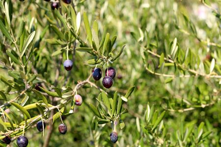 Organic olives on a tree. Selective focus.の写真素材