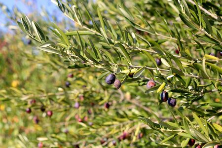 Organic olives on a tree. Selective focus.の写真素材