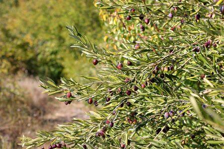 Organic olives on a tree. Selective focus.の写真素材