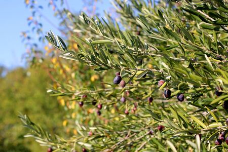 Organic olives on a tree. Selective focus.の写真素材