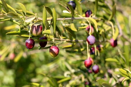 Organic olives on a tree. Selective focus.の写真素材