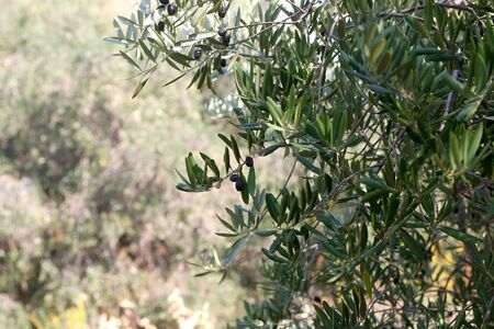 Organic olives on a tree. Selective focus.の写真素材