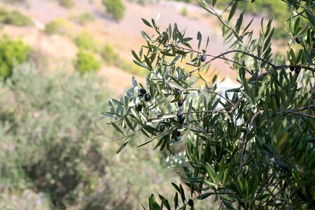 Organic olives on a tree. Selective focus.の写真素材
