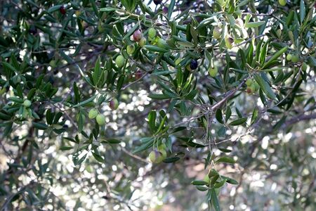 Organic olives on a tree. Selective focus.の写真素材