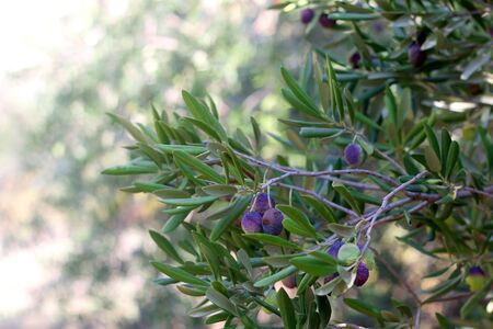 Organic olives on a tree. Selective focus.の写真素材
