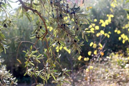 Organic olives on a tree. Selective focus.の写真素材