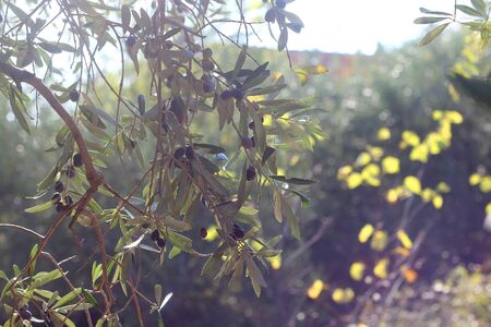 Organic olives on a tree. Selective focus.の写真素材